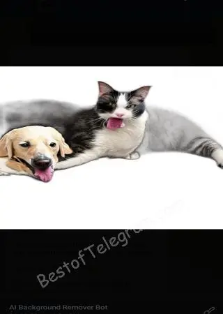 Image Background Remover preview 3