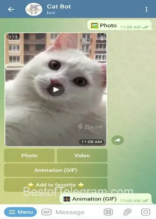 Cat Bot preview 3