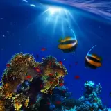 Living Ocean channel